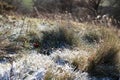 Frozen frost covered grass on moorland sparkling in the winter sunshine, close-up Royalty Free Stock Photo