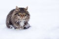 Freezing homeless cat in winter