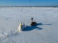 Freezing on the ice of the Riga Bay swans in the winter of 2018 Royalty Free Stock Photo