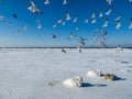 Freezing on the ice of the Riga Bay swans in the winter of 2018 Royalty Free Stock Photo