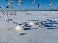 Freezing on the ice of the Riga Bay swans in the winter of 2018 Royalty Free Stock Photo