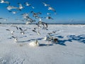 Freezing on the ice of the Riga Bay swans in the winter of 2018 Royalty Free Stock Photo