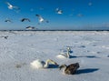 Freezing on the ice of the Riga Bay swans in the winter of 2018 Royalty Free Stock Photo