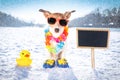 Freezing icy dog in snow Royalty Free Stock Photo