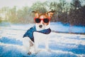 Freezing icy dog in snow Royalty Free Stock Photo