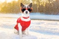 Freezing icy dog in snow Royalty Free Stock Photo