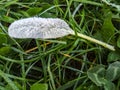 Freezing leaf