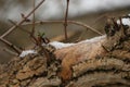 Freezing and muddy winter landscapes in England