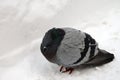 Freezing pigeon