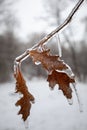 icy autumn leaves on a tree branch