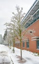 Ice covered trees and office building on overcast sky background Royalty Free Stock Photo