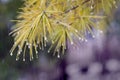 Pine branch with frozen water droplets on pine needles; Royalty Free Stock Photo