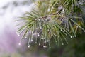 Pine branch with frozen water droplets on pine needles Royalty Free Stock Photo