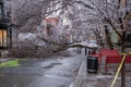 The freezing rain storm has damaged a tree in Montreal