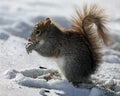 Freezing Squirrel Snacks on a Cold Winter Day