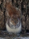 Freezing Squirrel Snacks on a Cold Winter Day