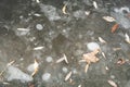 Freezing water surface texture background with fallen autumn leaves. Pond covered with thin ice crust during the first frost Royalty Free Stock Photo