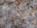 Freezing water surface texture background with fallen autumn leaves. Pond covered with thin ice crust during the first frost Royalty Free Stock Photo