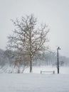 Freezy winter morning in the park with an empty bench and street lamp under a bare tree covered with snow. Calm seasonal scene, Royalty Free Stock Photo