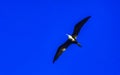 Fregat birds flock fly blue sky background Puerto Escondido Mexico Royalty Free Stock Photo