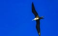 Fregat birds flock fly blue sky background Puerto Escondido Mexico Royalty Free Stock Photo