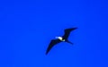 Fregat birds flock fly blue sky background Puerto Escondido Mexico Royalty Free Stock Photo