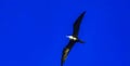 Fregat birds flock fly blue sky background Puerto Escondido Mexico Royalty Free Stock Photo