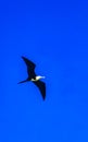 Fregat birds flock fly blue sky background Puerto Escondido Mexico Royalty Free Stock Photo