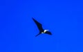 Fregat birds flock fly blue sky background Puerto Escondido Mexico Royalty Free Stock Photo