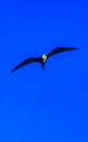 Fregat birds flock fly blue sky background Puerto Escondido Mexico Royalty Free Stock Photo