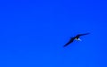 Fregat birds flock fly blue sky background Puerto Escondido Mexico Royalty Free Stock Photo