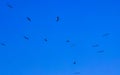 Fregat birds flock fly blue sky background Puerto Escondido Mexico Royalty Free Stock Photo