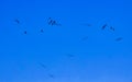 Fregat birds flock fly blue sky background Puerto Escondido Mexico Royalty Free Stock Photo