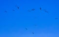 Fregat birds flock fly blue sky background Puerto Escondido Mexico Royalty Free Stock Photo