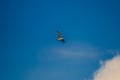 Fregat bird birds flock are flying around with blue sky clouds background.