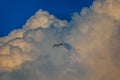 Fregat bird birds flock are flying around with blue sky clouds background.