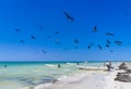 Fregat birds flock feeding on the beach on Holbox Mexico