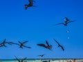 Fregat birds flock feeding on the beach on Holbox Mexico Royalty Free Stock Photo