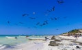 Fregat birds flock feeding on the beach on Holbox Mexico Royalty Free Stock Photo