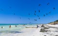 Fregat birds flock feeding on the beach on Holbox Mexico