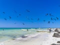 Fregat birds flock feeding on the beach on Holbox Mexico Royalty Free Stock Photo