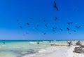 Fregat birds flock feeding on the beach on Holbox Mexico Royalty Free Stock Photo