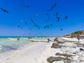 Fregat birds flock feeding on the beach on Holbox Mexico