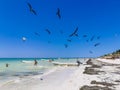 Fregat birds flock feeding on the beach on Holbox Mexico