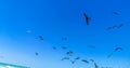 Fregat birds flock feeding on the beach on Holbox Mexico Royalty Free Stock Photo