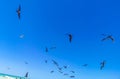 Fregat birds flock feeding on the beach on Holbox Mexico