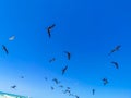 Fregat birds flock feeding on the beach on Holbox Mexico