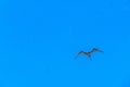 Fregat birds flock fly blue sky clouds background in Mexico