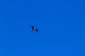 Fregat birds flock fly blue sky clouds background in Mexico