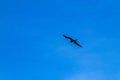 Fregat birds flock fly blue sky clouds background in Mexico